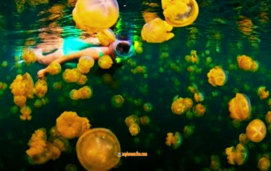 keunikan-pulau-kakaban-dengan-danau-ubur-ubur-kalimantan