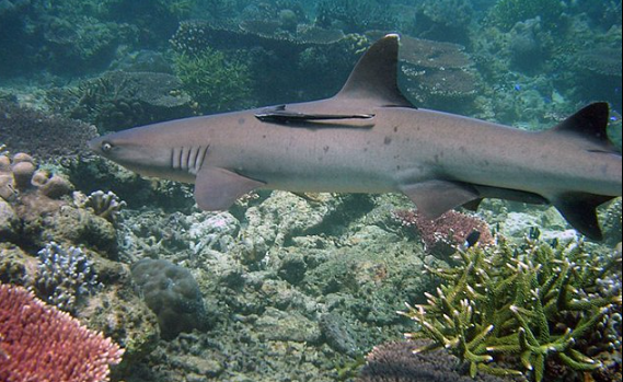 keindahan-bawah-laut-tubbataha-reefs-natural-park