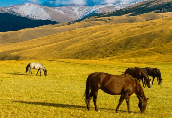 Wisata Gurun dan Padang Stepa di Kazakhstan